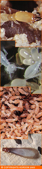 termites in various life cycles